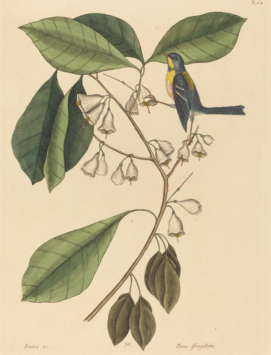 The Finch Creeper (Parus americanus) by Mark Catesby (English, 1679 - 1749), 16X12"(A3)Poster Print