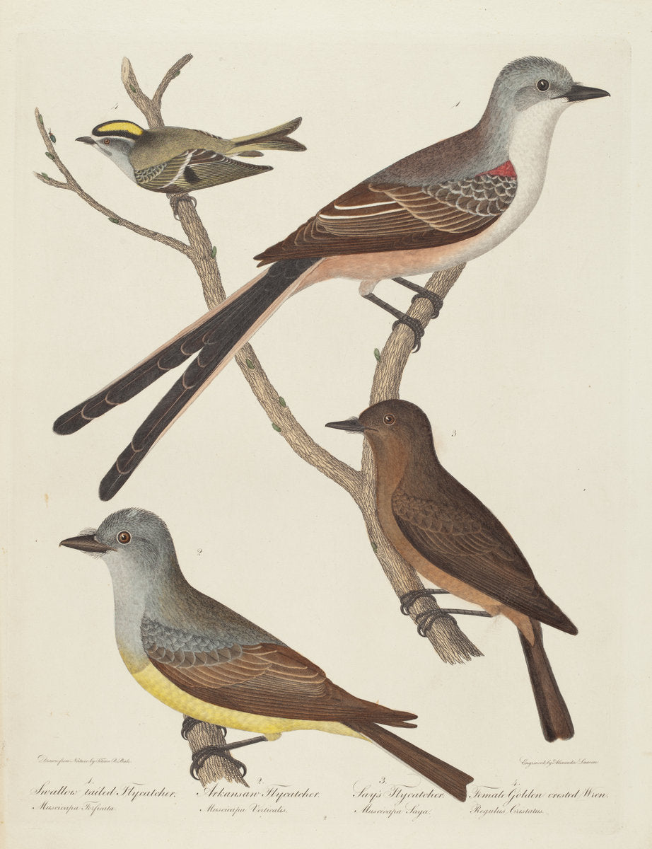 Swallow-tailed Flycatcher, Arkansas Flycatcher, Say's Flycatcher, and Female Golden-crested Wren by Alexander Lawson after Titian Ramsay Peale (American, 1773 - 1846), 16X12"(A3)Poster Print