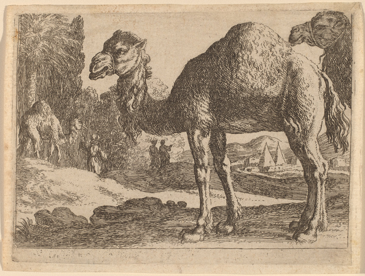 Camels by Herman van Swanevelt (Dutch, c. 1600 - 1655), 16X12"(A3)Poster Print