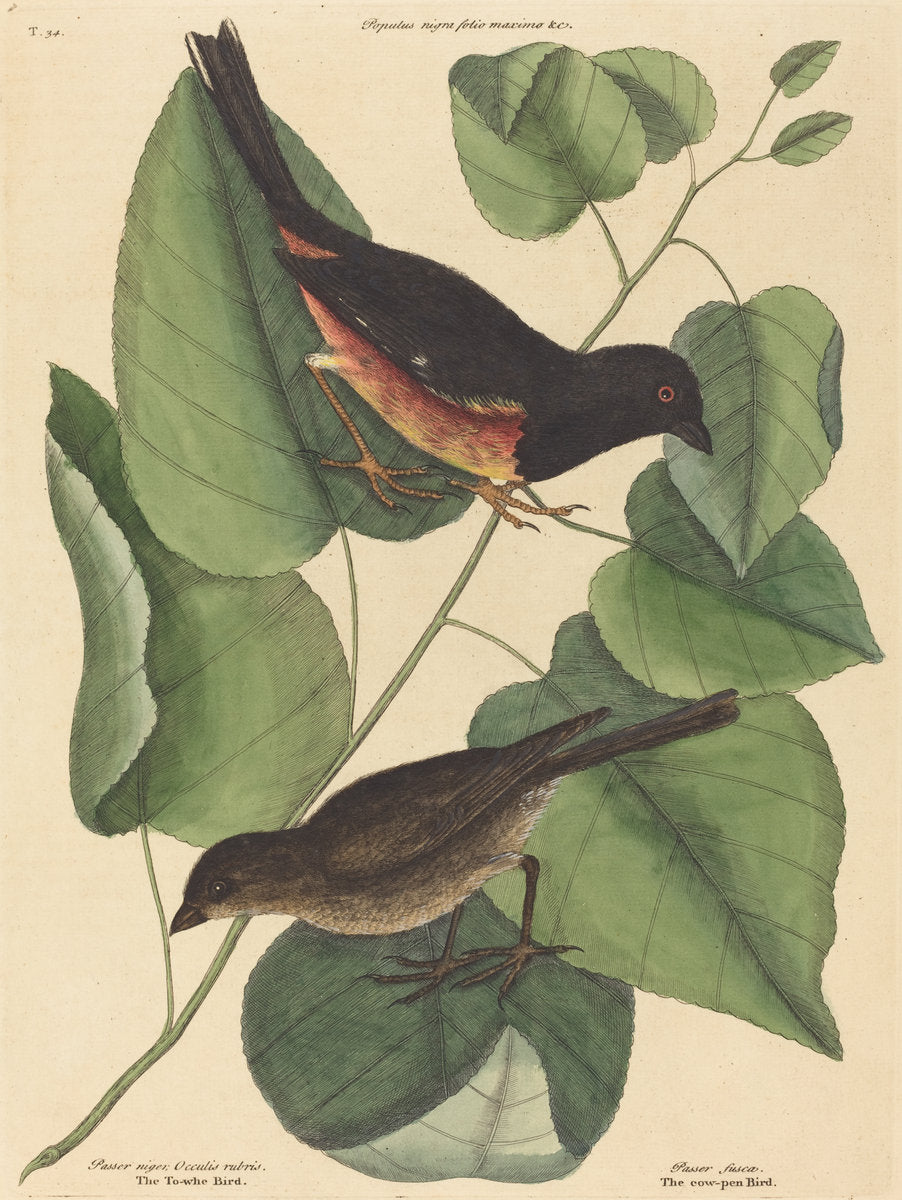The Towhe Bird (Fringilla erythrophthalma) by Mark Catesby (English, 1679 - 1749), 16X12"(A3)Poster Print