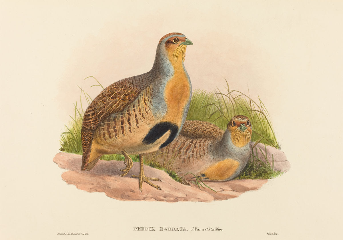 Perdix barbata (Daurian Partridge) by John Gould and H.C. Richter (British, 1804 - 1881), 16X12"(A3)Poster Print