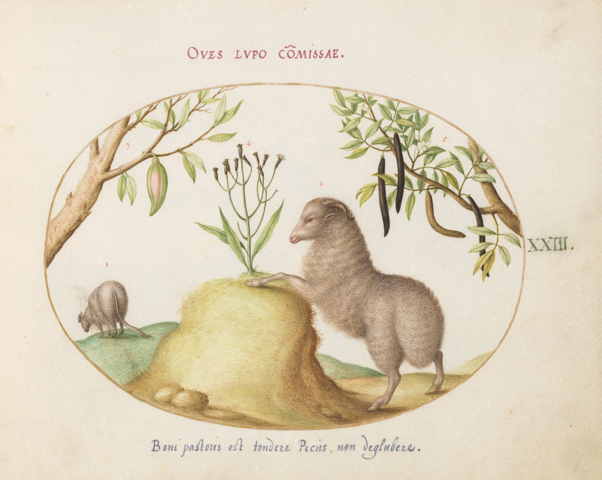 Animalia Qvadrvpedia et Reptilia (Terra): Plate XXIII by Joris Hoefnagel (Flemish, 1542 - 1600), 16X12"(A3)Poster Print