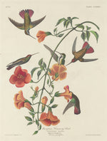 Mangrove Humming Bird by Robert Havell after John James Audubon (American, 1793 - 1878), 16X12"(A3)Poster Print