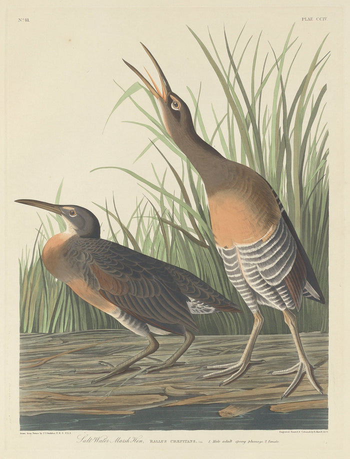 Salt Water Marsh Hen by Robert Havell after John James Audubon (American, 1793 - 1878), 16X12