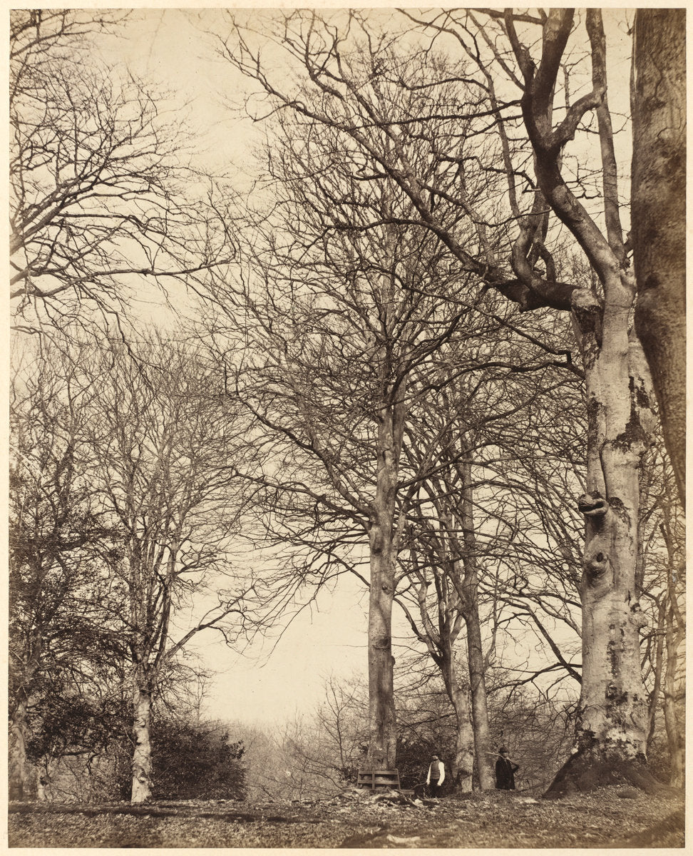 Queen Adelaide's Beech by Earl of Caithness and William Bambridge (British, 1821 - 1881), 16X12"(A3)Poster Print