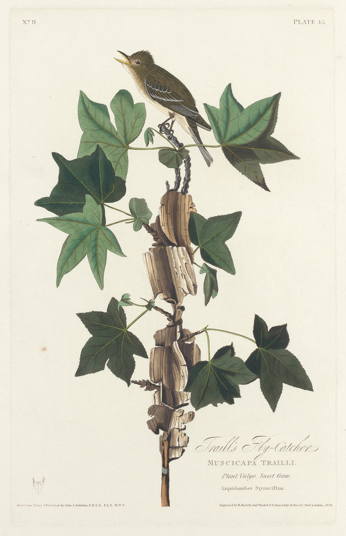 Traill's Flycatcher by Robert Havell after John James Audubon (American, 1793 - 1878), 16X12