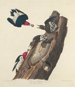 Red-headed Woodpecker by Robert Havell after John James Audubon (American, 1793 - 1878), 16X12"(A3)Poster Print