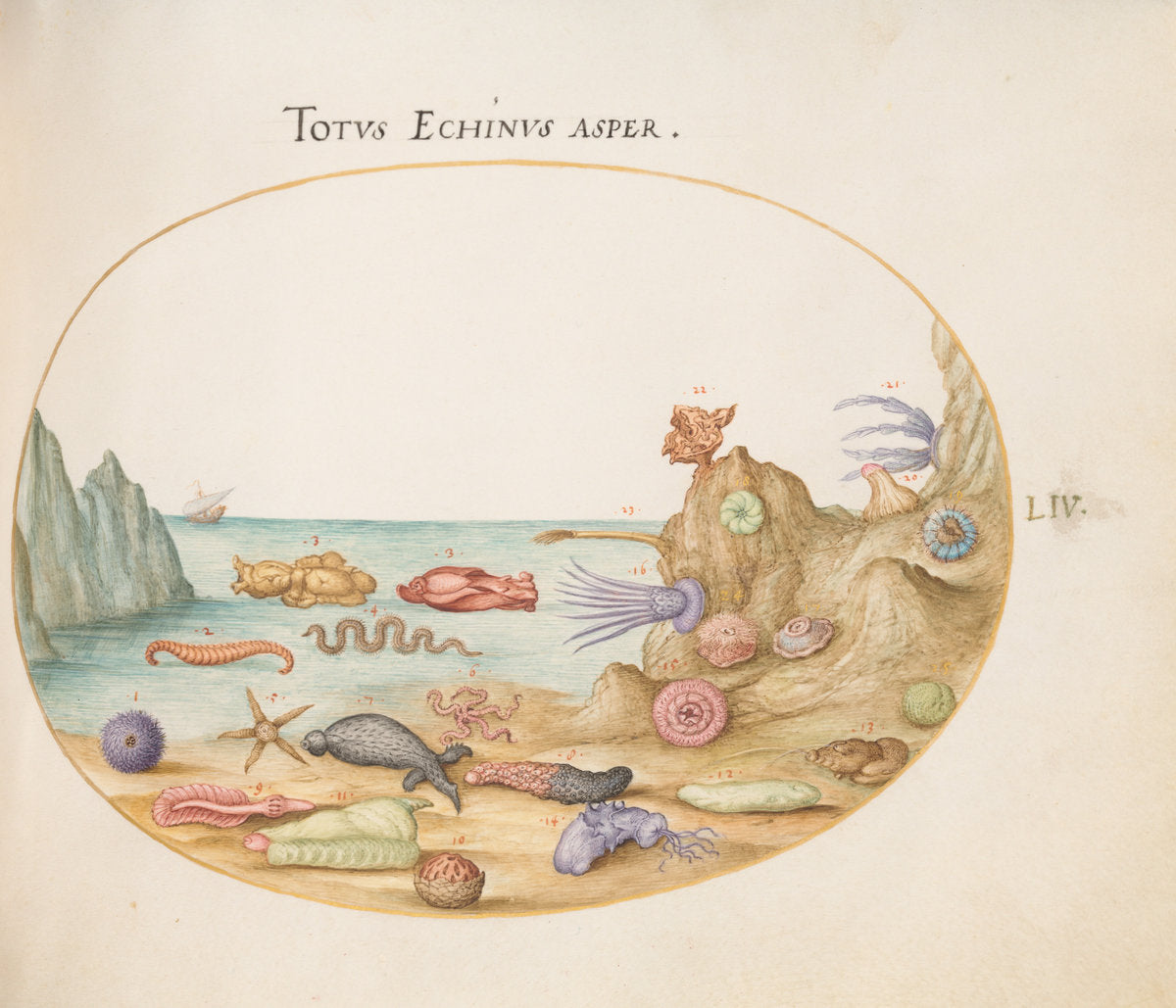 Animalia Aqvatilia et Cochiliata (Aqva): Plate LIV by Joris Hoefnagel (Flemish, 1542 - 1600), 16X12"(A3)Poster Print