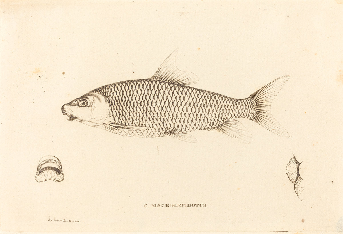 C. Macrolepidotus by Charles Alexandre Lesueur (French, 1778 - 1846), 16X12"(A3)Poster Print