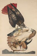 Red Tailed Hawk by Robert Havell after John James Audubon (American, 1793 - 1878), 16X12"(A3)Poster Print