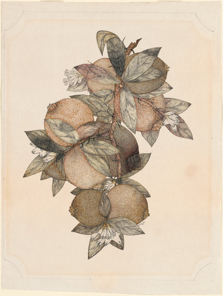Pomegranate Fruit by Rufus King (active 19th century), 16X12"(A3)Poster Print