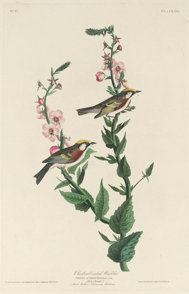 Chestnut-sided Warbler by Robert Havell after John James Audubon (American, 1793 - 1878), 16X12"(A3)Poster Print