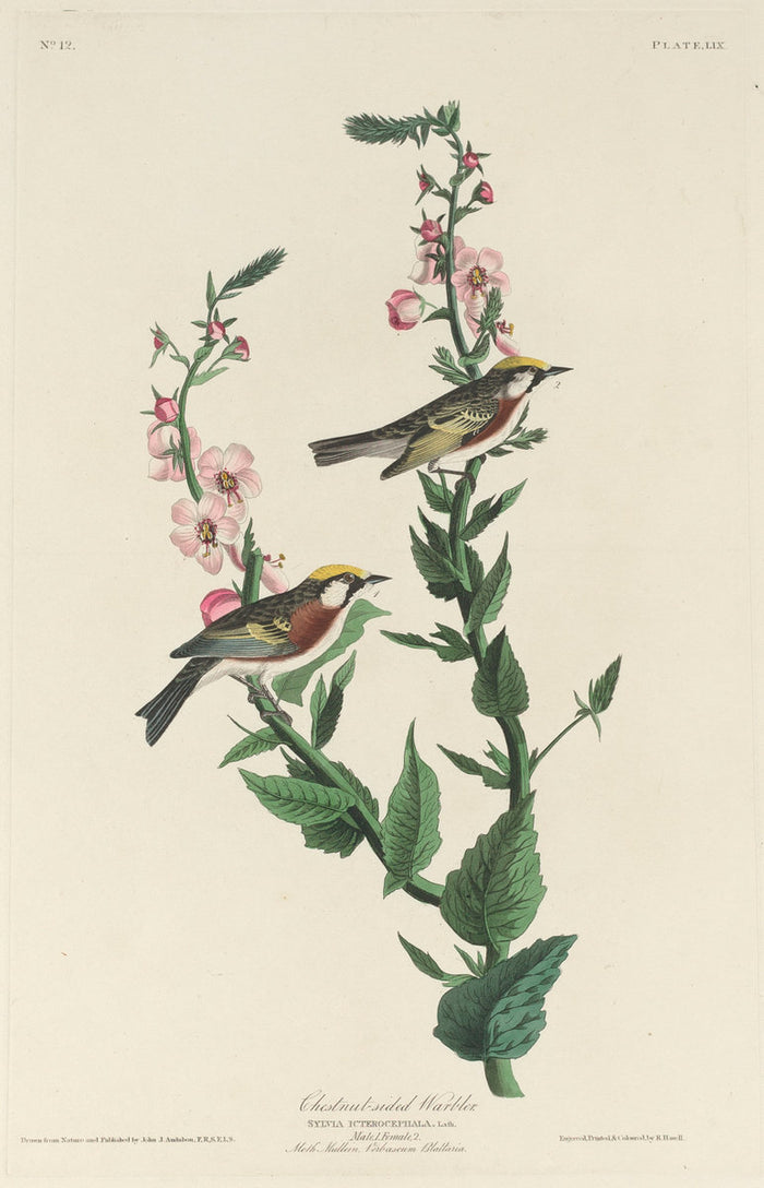 Chestnut-sided Warbler by Robert Havell after John James Audubon (American, 1793 - 1878), 16X12