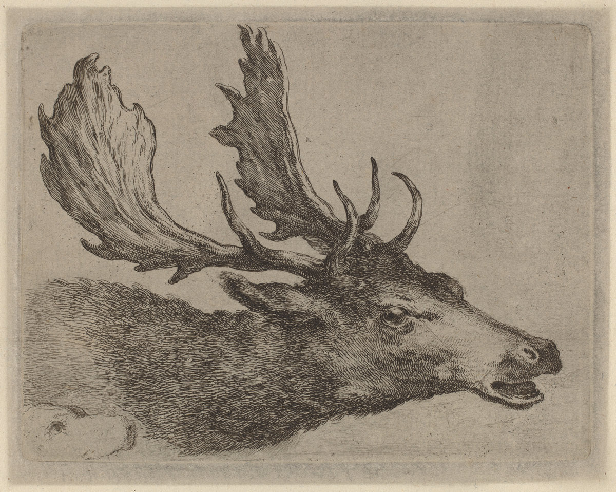 Head of a Stag Turned Right by Stefano Della Bella (Italian, 1610 - 1664), 16X12"(A3)Poster Print