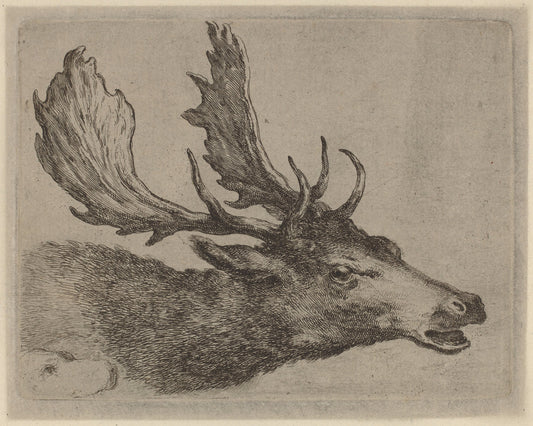 Head of a Stag Turned Right by Stefano Della Bella (Italian, 1610 - 1664), 16X12"(A3)Poster Print