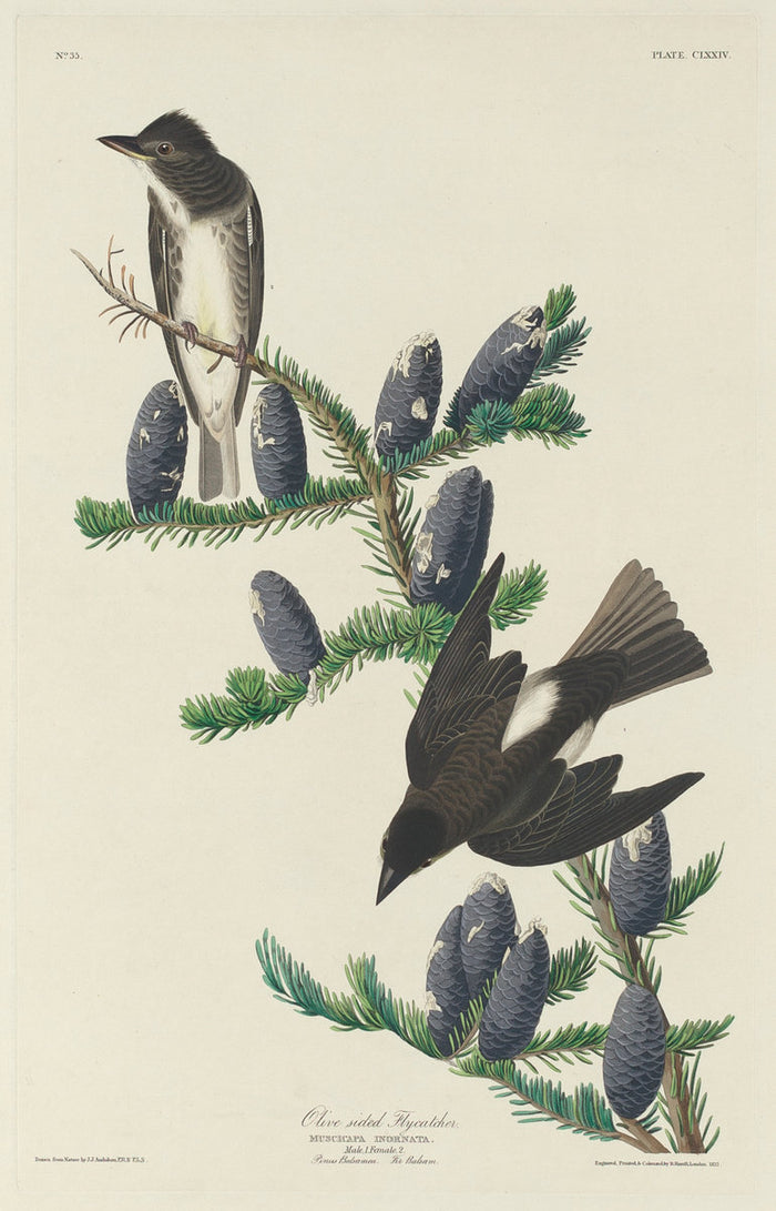 Olive-sided Flycatcher by Robert Havell after John James Audubon (American, 1793 - 1878), 16X12