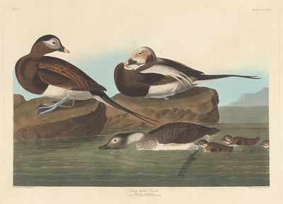 Long-tailed Duck by Robert Havell after John James Audubon (American, 1793 - 1878), 16X12"(A3)Poster Print