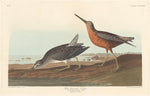 Red-breasted Snipe by Robert Havell after John James Audubon (American, 1793 - 1878), 16X12"(A3)Poster Print