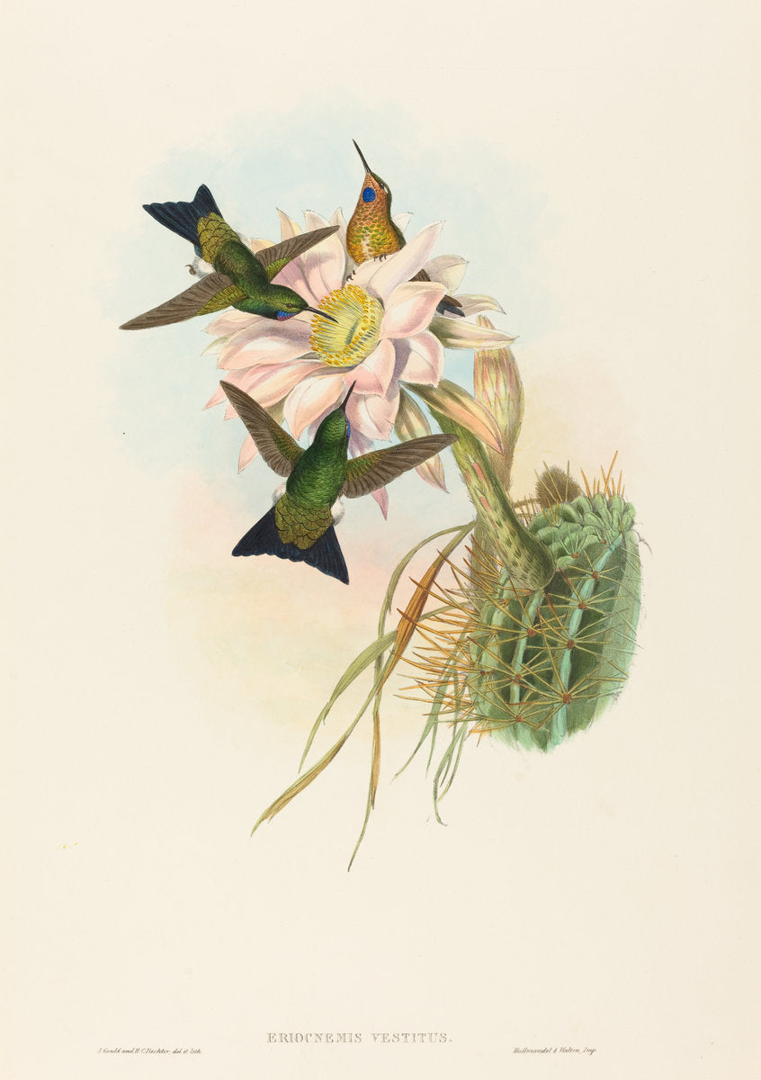 Eriocnemis vestitus (Glowing Puff-Leg) by John Gould and H.C. Richter (British, 1804 - 1881), 16X12"(A3)Poster Print