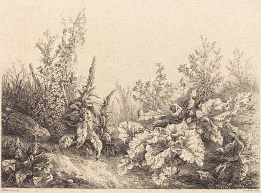 Study of a Burdock by Eugène Bléry (French, 1805 - 1887), 16X12"(A3)Poster Print