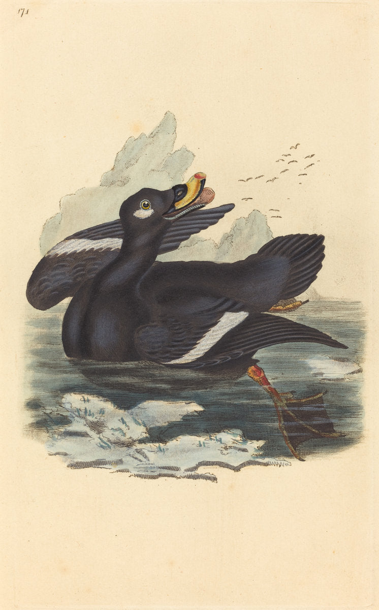 hand-colored etching by British 19th Century (Velvet Duck), 16X12"(A3)Poster Print