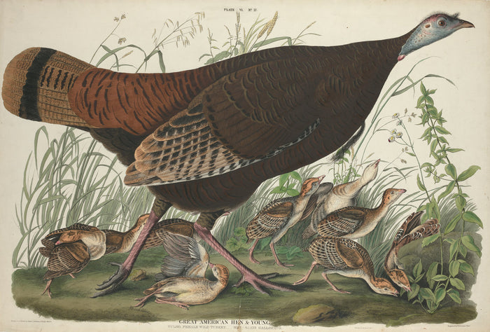 Great American Hen and Young by William Home Lizars after John James Audubon (Scottish, 1788 - 1859), 16X12