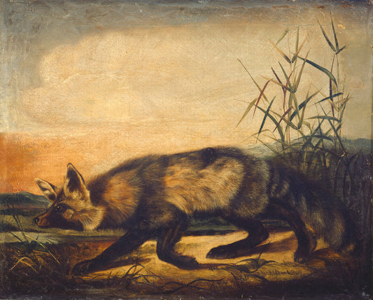 Long-Tailed Red Fox by John Woodhouse Audubon (American, 1812 - 1862), 16X12"(A3)Poster Print