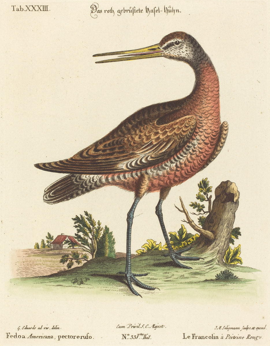 Fedoa Americana, pectore ruso by Johann Michael Seligmann after George Edwards (German, 1720 - 1762), 16X12"(A3)Poster Print