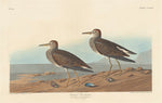 Pectoral Sandpiper by Robert Havell after John James Audubon (American, 1793 - 1878), 16X12"(A3)Poster Print