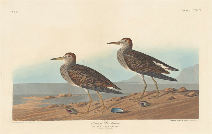 Pectoral Sandpiper by Robert Havell after John James Audubon (American, 1793 - 1878), 16X12