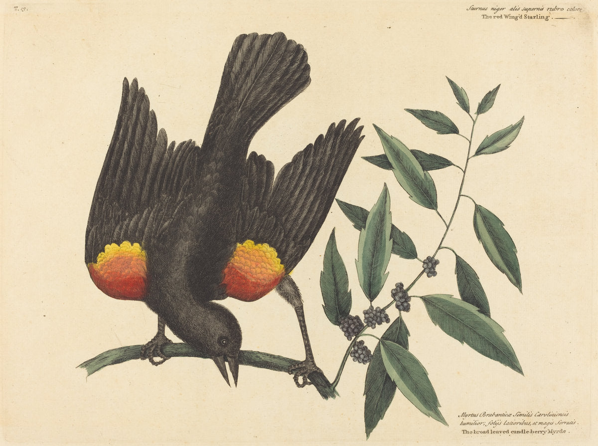 The Red Winged Starling (Oriolus phoeniceus) by Mark Catesby (English, 1679 - 1749), 16X12"(A3)Poster Print