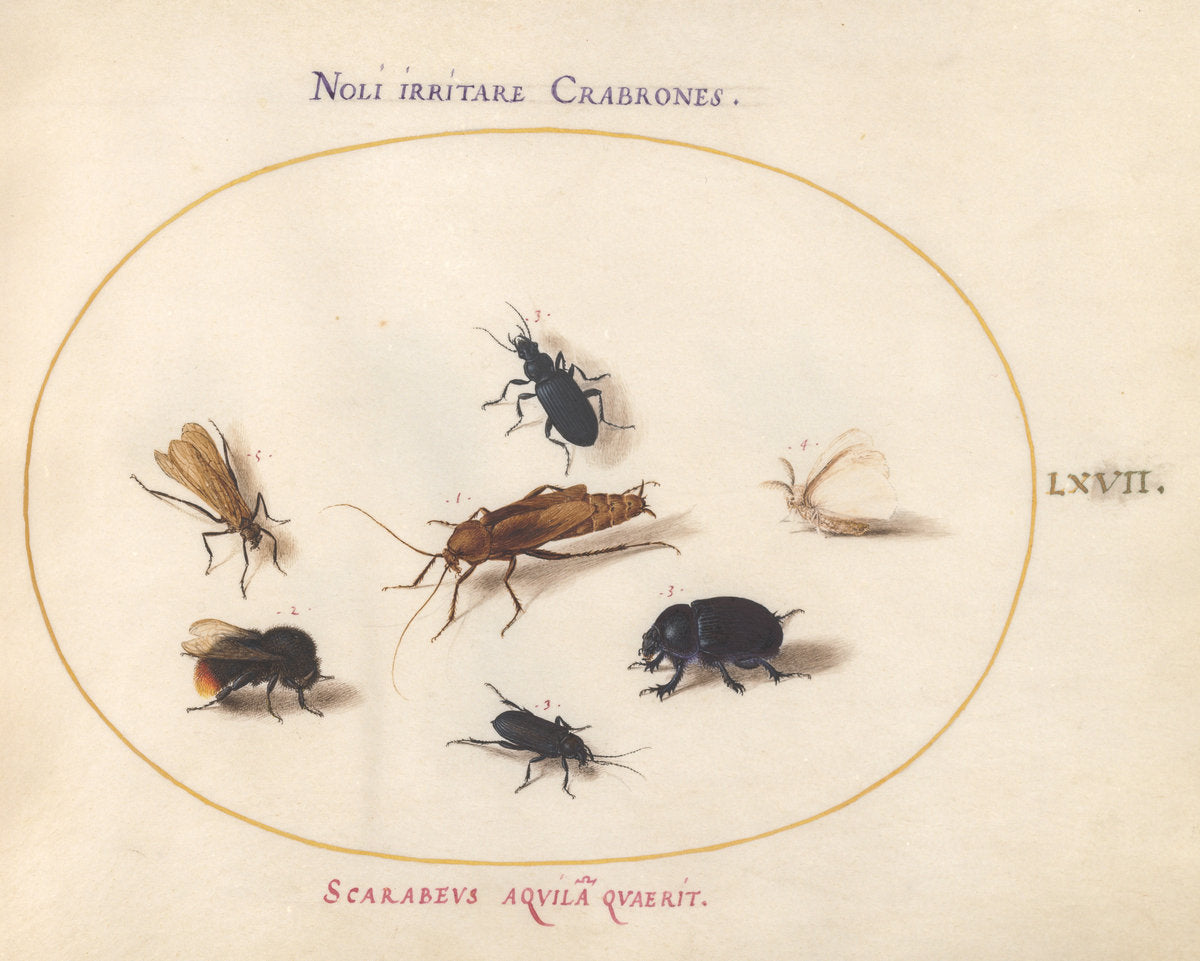 Animalia Rationalia et Insecta (Ignis):  Plate LXVII by Joris Hoefnagel (Flemish, 1542 - 1600), 16X12"(A3)Poster Print