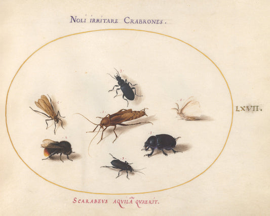 Animalia Rationalia et Insecta (Ignis):  Plate LXVII by Joris Hoefnagel (Flemish, 1542 - 1600), 16X12"(A3)Poster Print