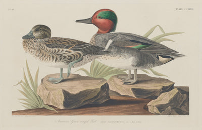 American Green-Winged Teal by Robert Havell after John James Audubon (American, 1793 - 1878), 16X12"(A3)Poster Print