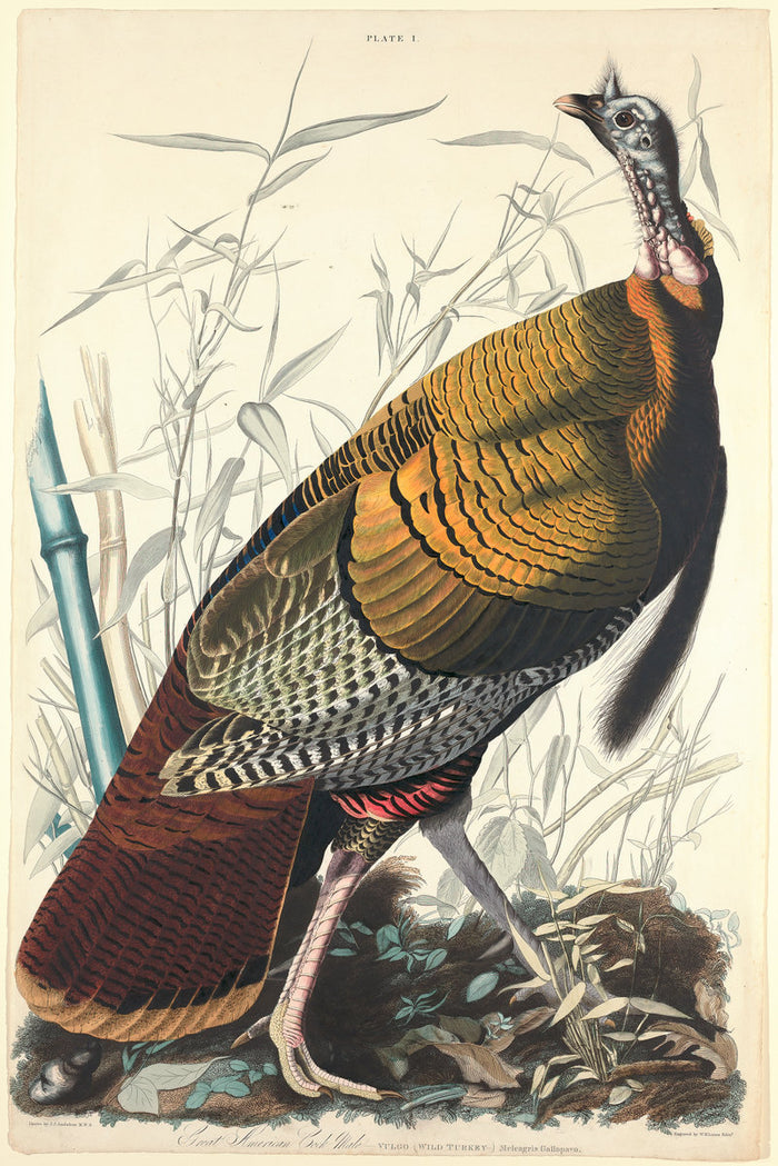 Great American Cock by William Home Lizars after John James Audubon (Scottish, 1788 - 1859), 16X12
