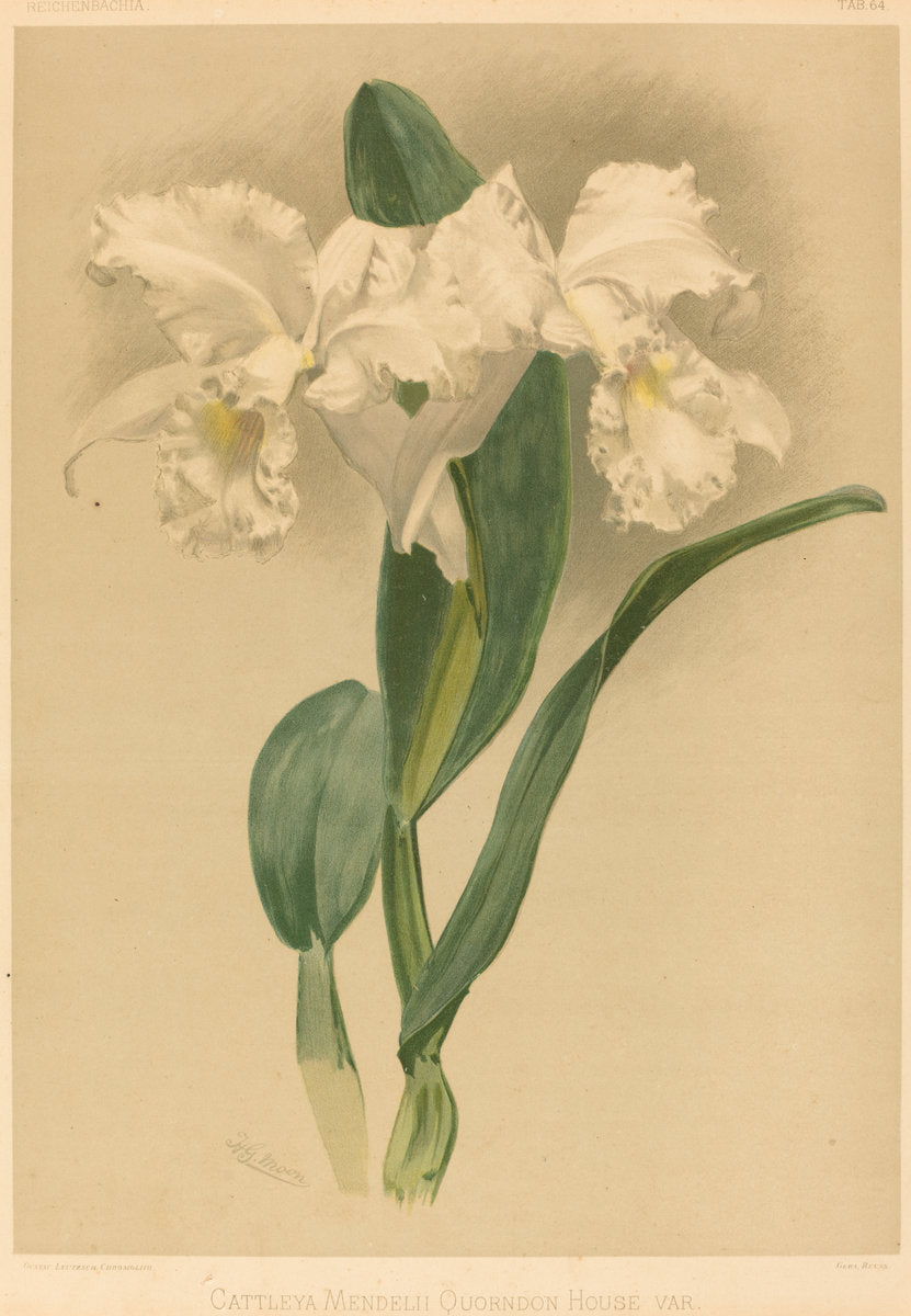 Cattleya Mendelii Quorndon House Var. by Gustav Leutzsch after Henry George Moon (German (?), active 19th century), 16X12"(A3)Poster Print