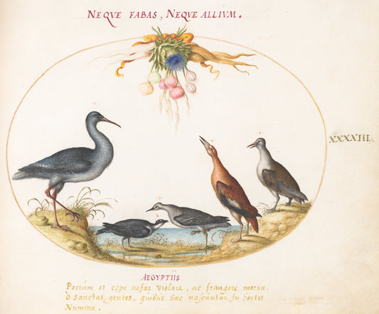 Animalia Volatilia et Amphibia (Aier): Plate XLIII by Joris Hoefnagel (Flemish, 1542 - 1600), 16X12"(A3)Poster Print