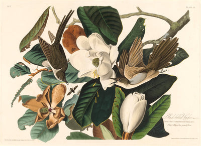 Black-billed Cuckoo by Robert Havell after John James Audubon (American, born England, 1793 - 1878), 16X12"(A3)Poster Print