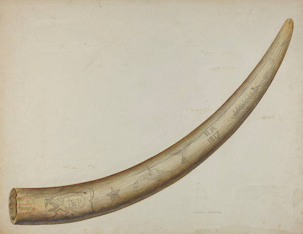 Scrimshaw: Walrus Tusk by Oscar Bluhme (American, active c. 1935), 16X12"(A3)Poster Print