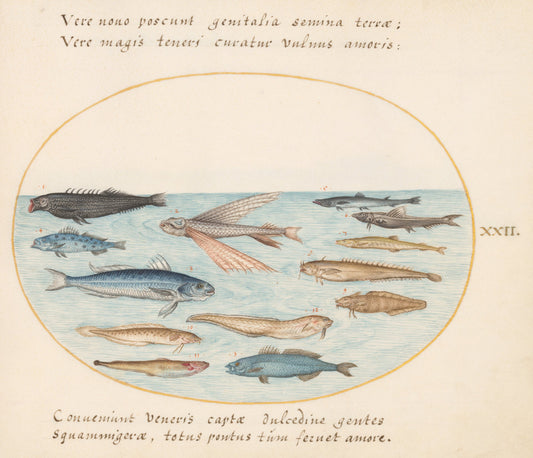 Animalia Aqvatilia et Cochiliata (Aqva): Plate XXII by Joris Hoefnagel (Flemish, 1542 - 1600), 16X12"(A3)Poster Print