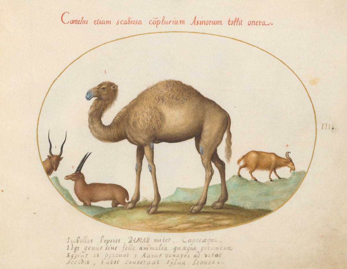 Animalia Qvadrvpedia et Reptilia (Terra): Plate III by Joris Hoefnagel (Flemish, 1542 - 1600), 16X12"(A3)Poster Print