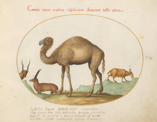Animalia Qvadrvpedia et Reptilia (Terra): Plate III by Joris Hoefnagel (Flemish, 1542 - 1600), 16X12"(A3)Poster Print