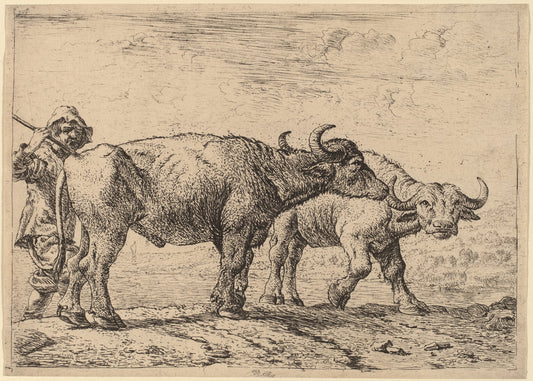Two Buffaloes and a Herdsman by Pieter van Laer (Dutch, c. 1592 - 1642), 16X12"(A3)Poster Print
