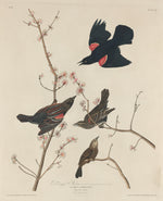 Red-winged Starling by Robert Havell after John James Audubon (American, 1793 - 1878), 16X12"(A3)Poster Print