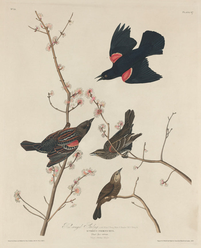 Red-winged Starling by Robert Havell after John James Audubon (American, 1793 - 1878), 16X12