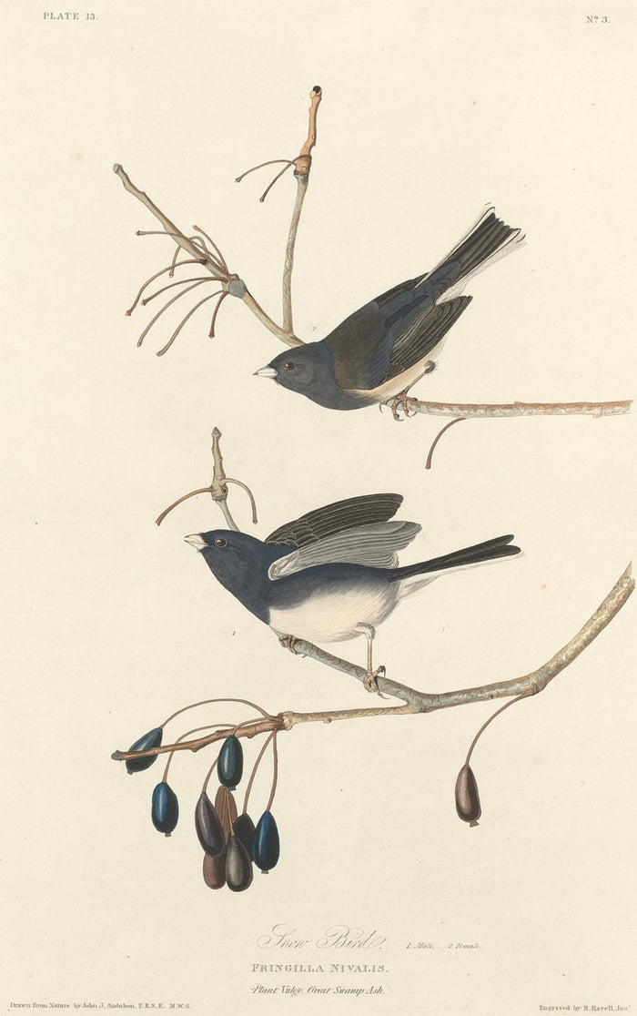 Snow-Bird by Robert Havell after John James Audubon (American, 1793 - 1878), 16X12