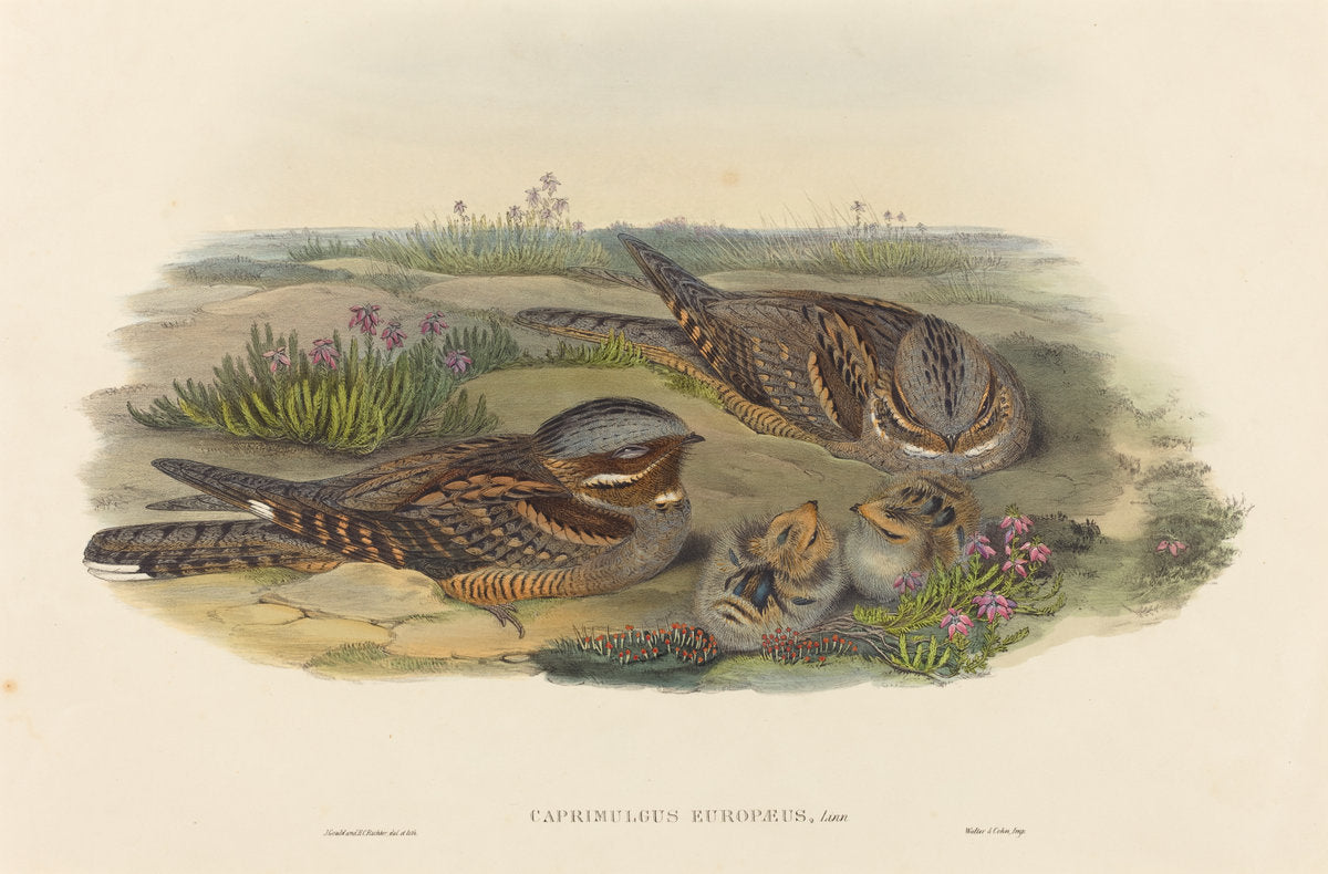 Caprimulgus europaeus (Nightjar) by John Gould and H.C. Richter (British, 1804 - 1881), 16X12"(A3)Poster Print