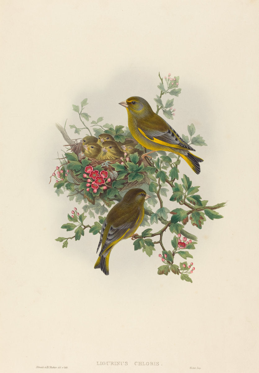 Ligurinus chloris (Greenfinch) by John Gould and H.C. Richter (British (?), active 1841 - active c. 1881), 16X12"(A3)Poster Print