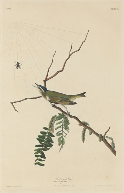 Red-Eyed Vireo by Robert Havell after John James Audubon (American, 1793 - 1878), 16X12"(A3)Poster Print