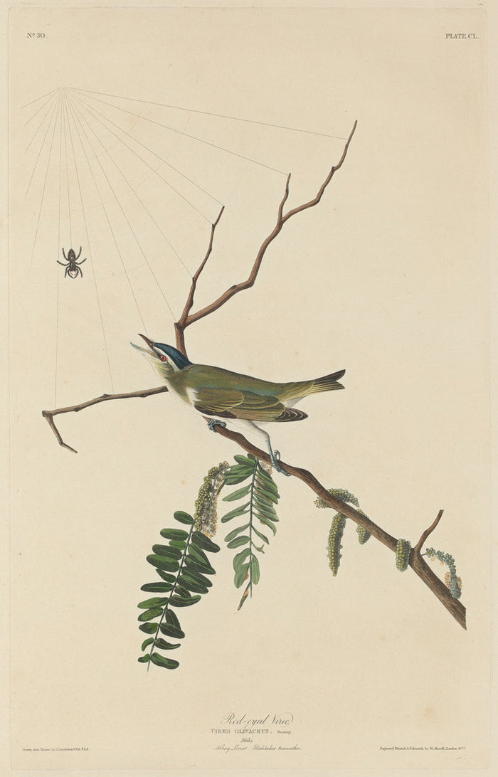 Red-Eyed Vireo by Robert Havell after John James Audubon (American, 1793 - 1878), 16X12